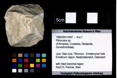 Foto (Objekt + Etikett) von Pithonoton sp.  (NHMW-GEO-1990-0041-2497)